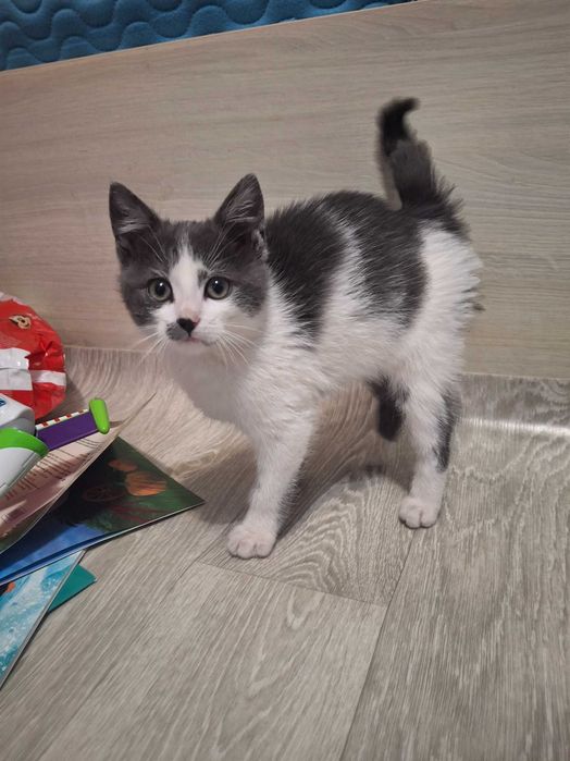 Котик, кошеня, кот Первомайск