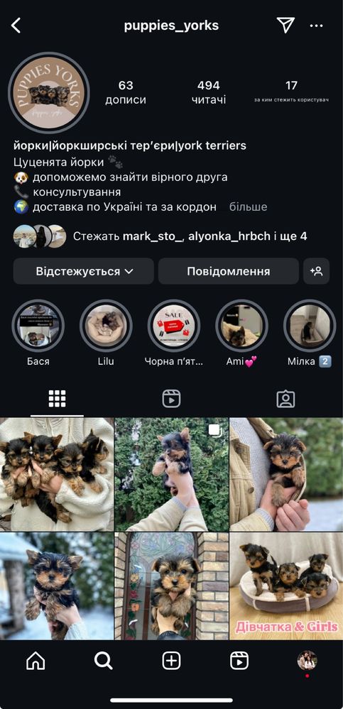 Тендітна дівчинка йорк