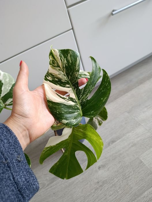 Монсте́ра делікате́сна варієгатна Альба 20см Monstera Alba