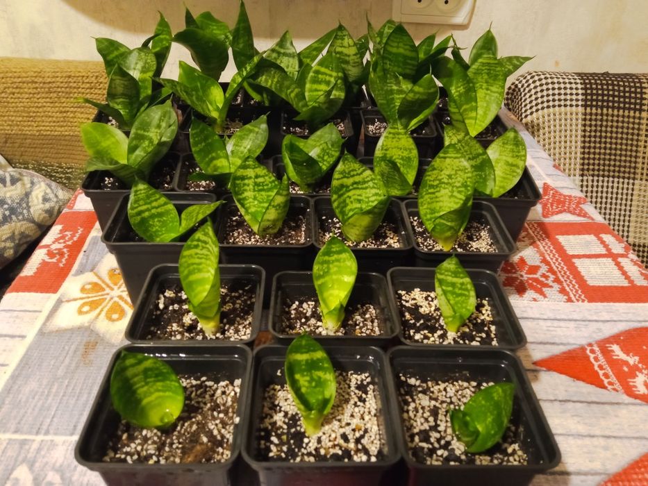 Сансевієрія Ханні, низькоросла