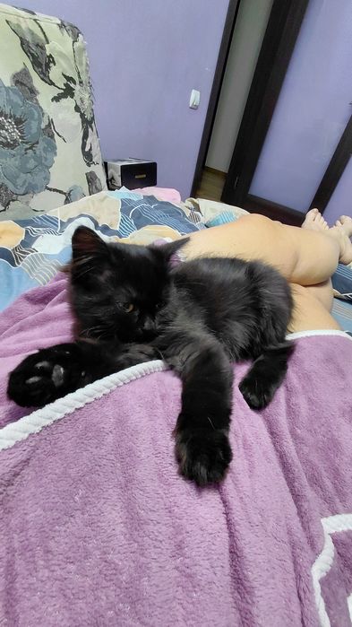 Сибирский черный котенок