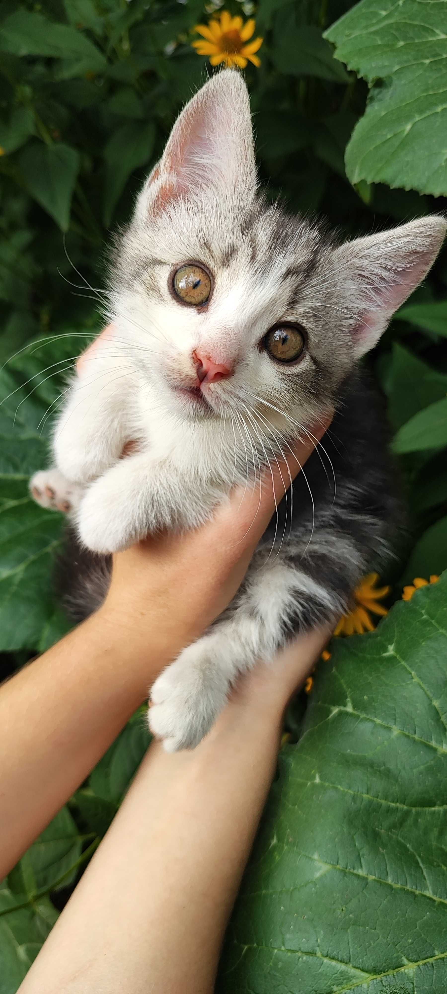 Отдам котёнка в добрые руки