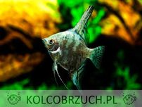 Żaglowiec skalar odmiana ZIELONA - Pterophyllum scalare - dowozimy