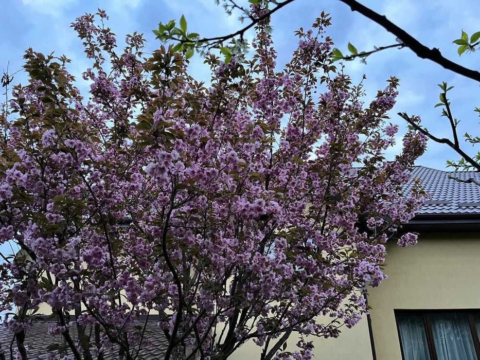 Здам окремий будинок з гаражем