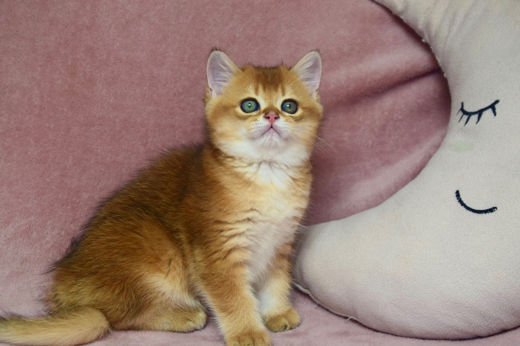 Menino Golden British Shorthair
