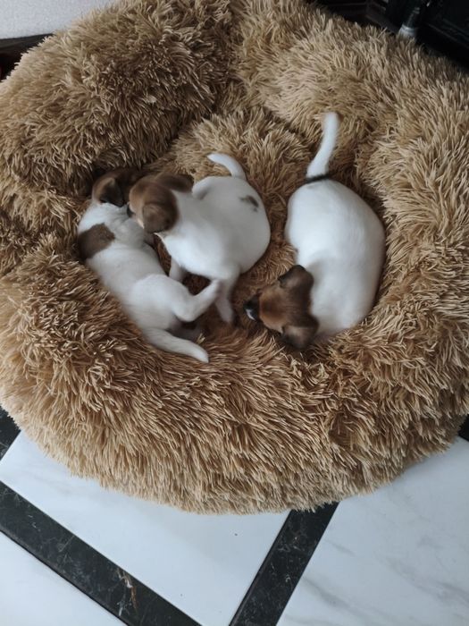 Джек-рассел-тер'єр