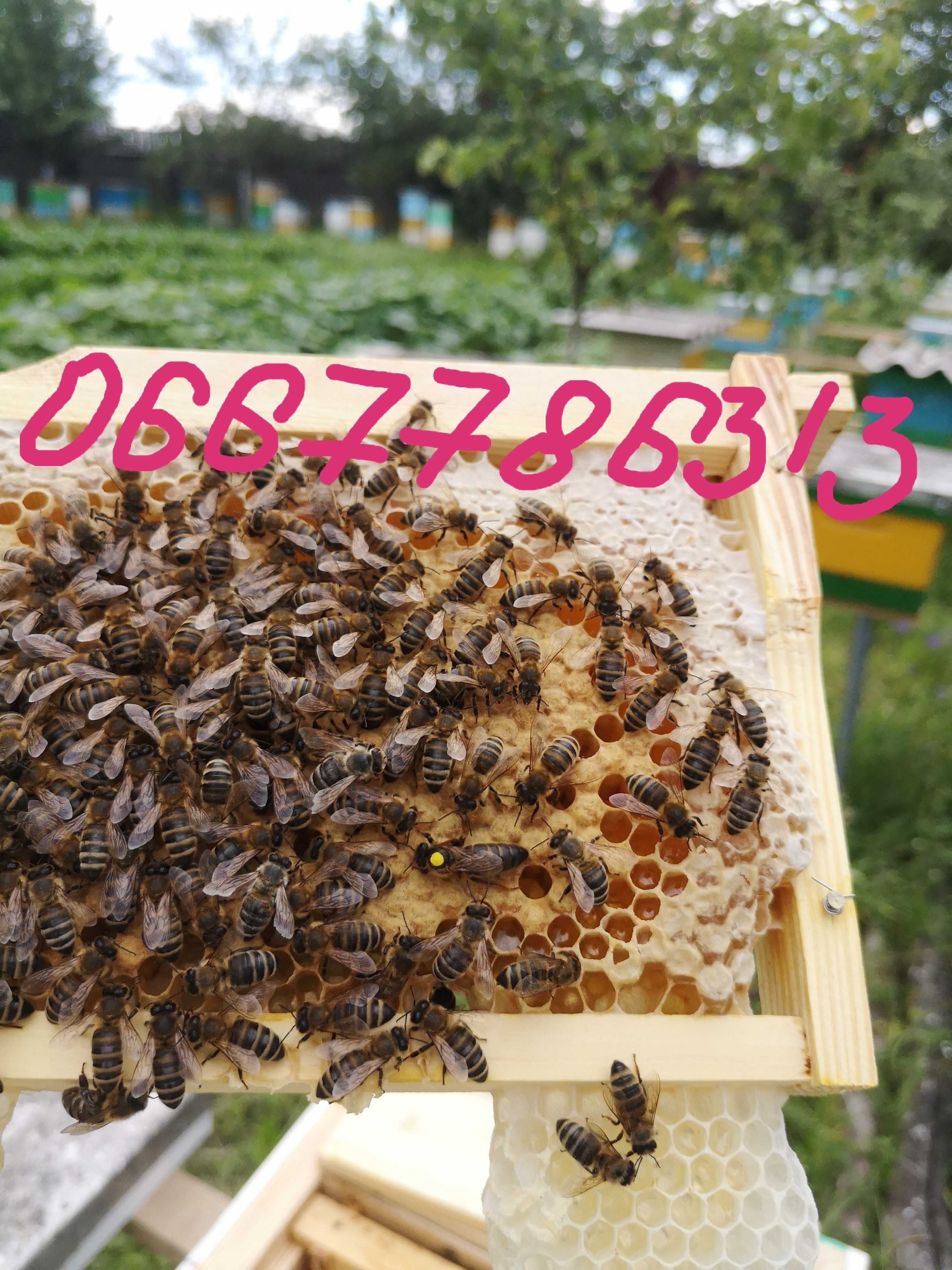 Бджоломатки карніка 2023 F1 плідні та не плідні.