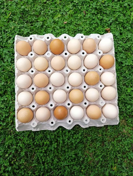 Jajka wiejskie od kur w wolnego wybiegu