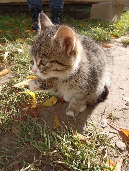 Віддам кошенят в добрі руки
