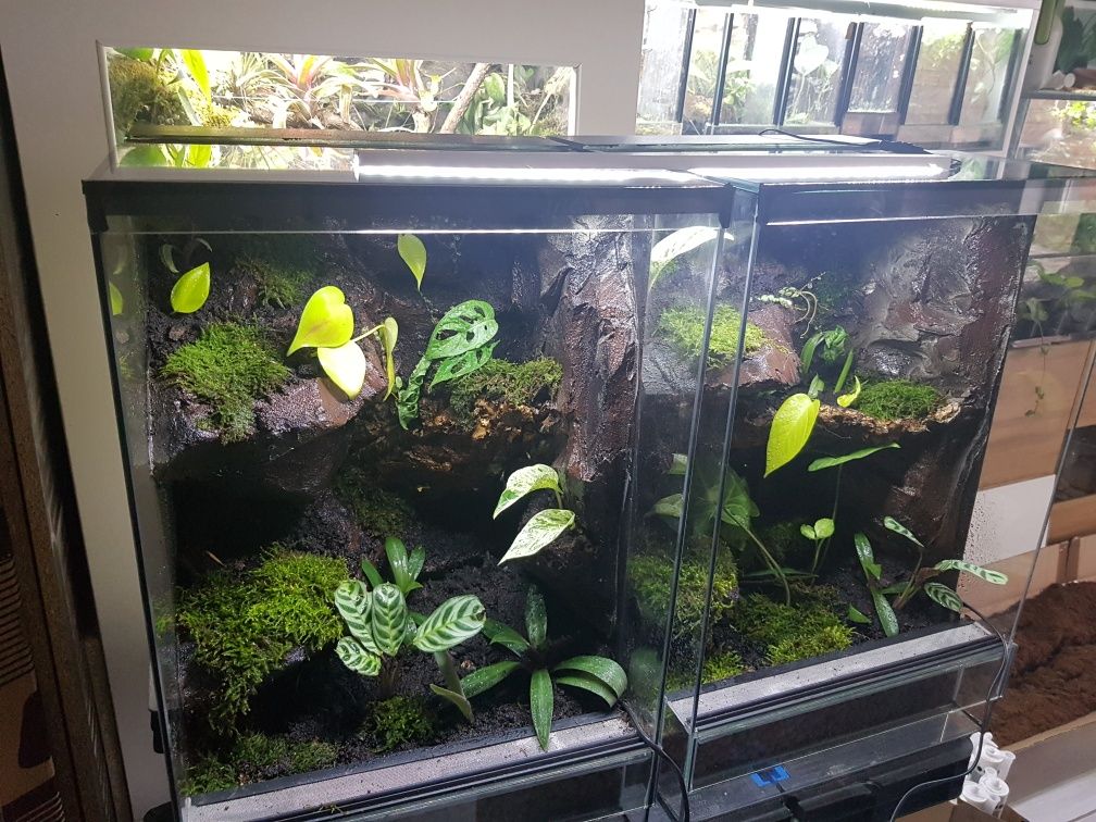 Terrarium tropikalne aktywne biologiczne z wodospadem