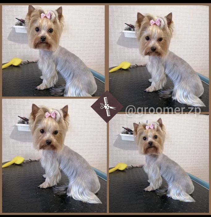 Стрижка собак Грумер Хортицкий Бабурка