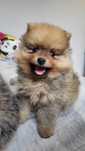 Pomeranian, szpic miniaturowy, samiec  8 tygodni