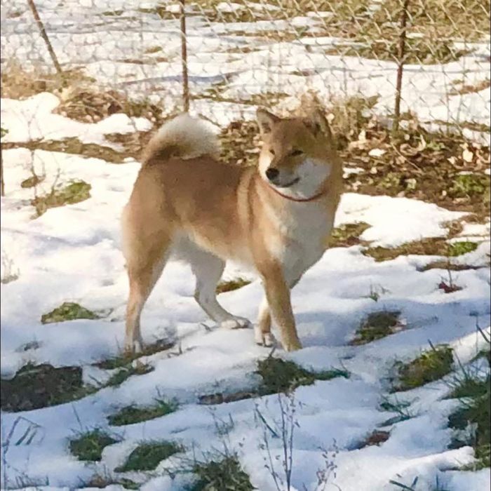 Shiba Inu, sunia TĘCZA Rajsobie(FCI).