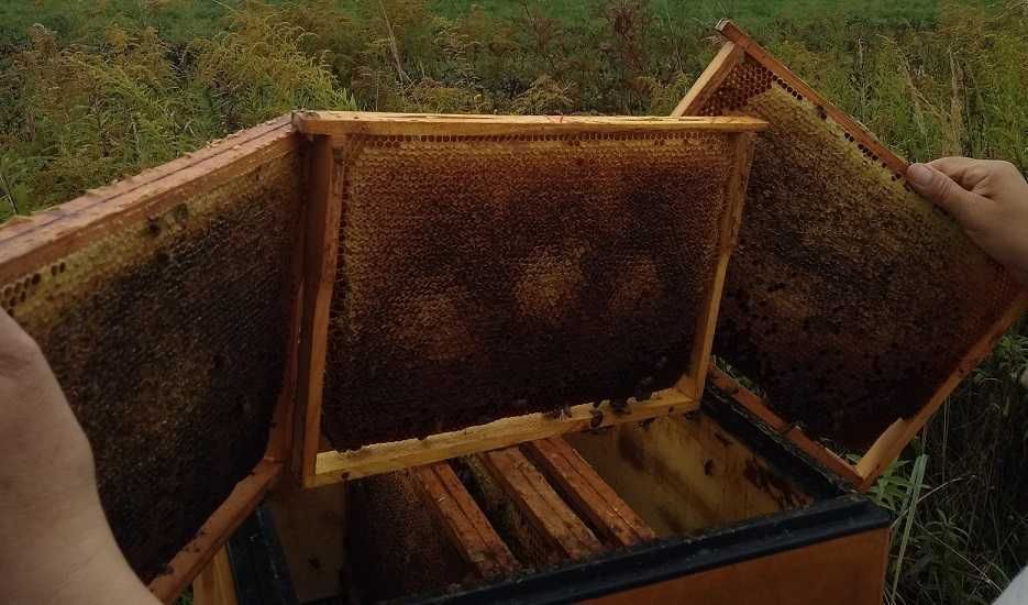 Mleczko pszczele w miodzie. Naturalne. Miód z Mleczkiem pszczelim