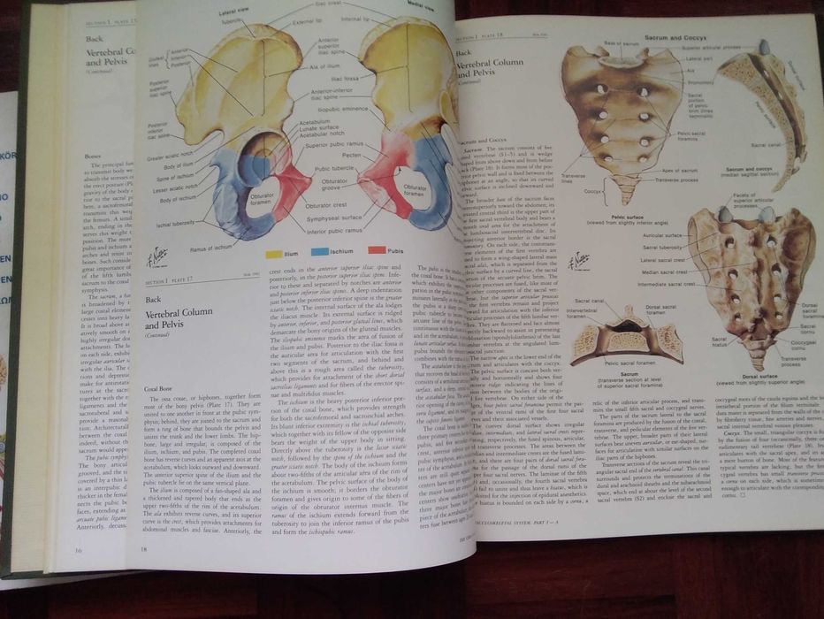 CIBA Collection of Medical Illustrations, Volume 8 by Frank H. Better