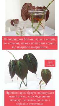 Філодендрон Міканс від 70грн, зрізи з опори ліана, ароїдні рослини