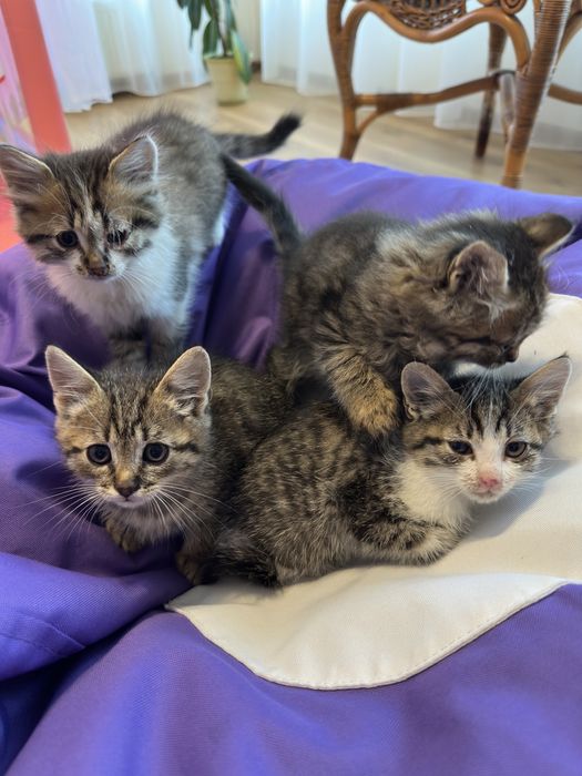 Котики в добрі руки