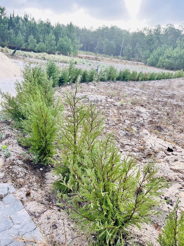 Terreno Urbano com cerca viva!600mts