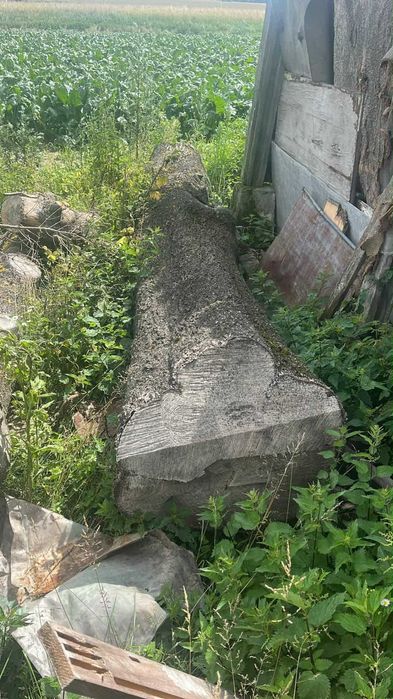 Pień jesiona i orzecha