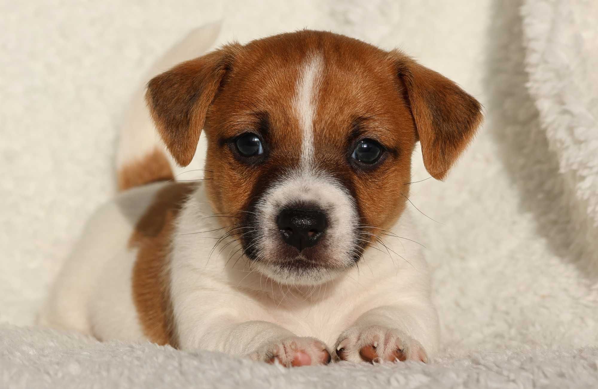 Jack Russell Terrier z hodowli "BREFIO" /badania genetyczne