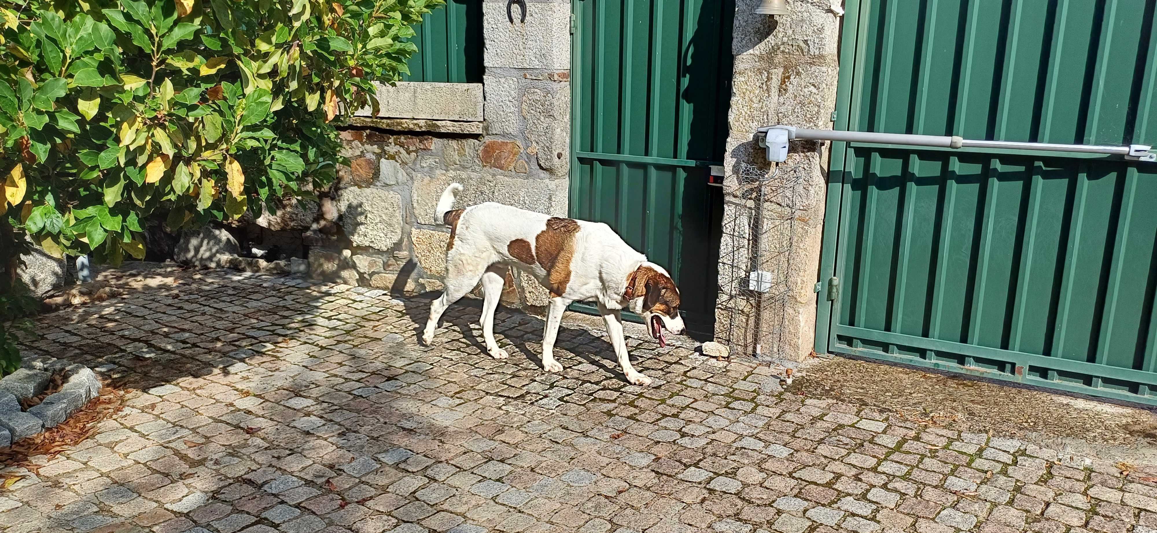 Cão para adoptar [Rafeiro Alentejano]