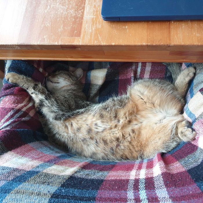 Koko szuka kochającego domku! Stowarzyszenie Częstochowa dla Zwierząt