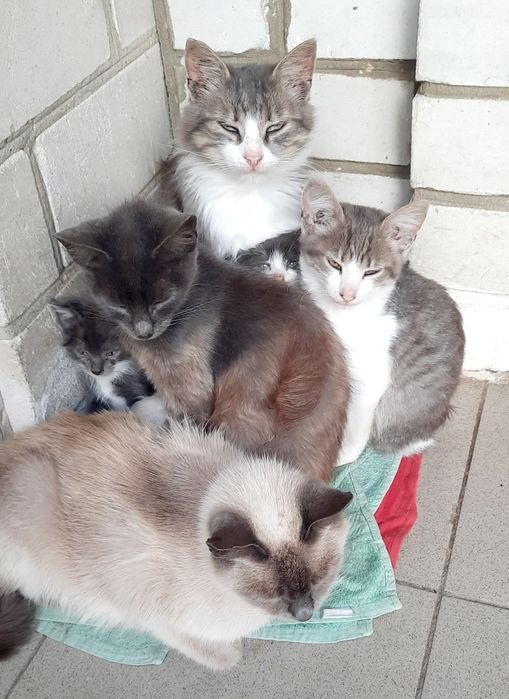 Віддам КОТИКА та Кішечку