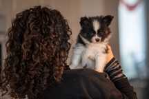 Papillon piesek ZKwP/FCI