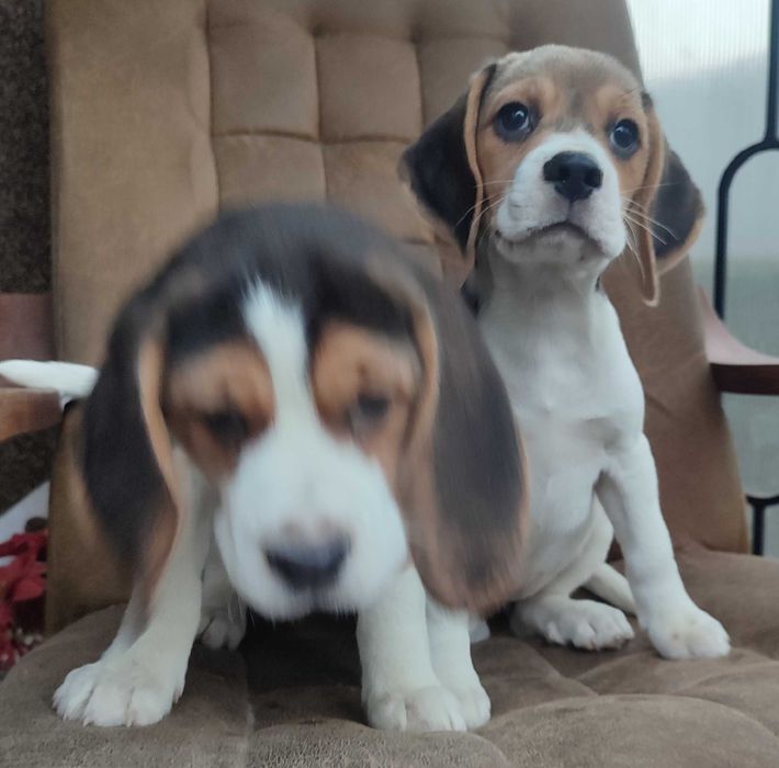 Beagle suczka tricolor