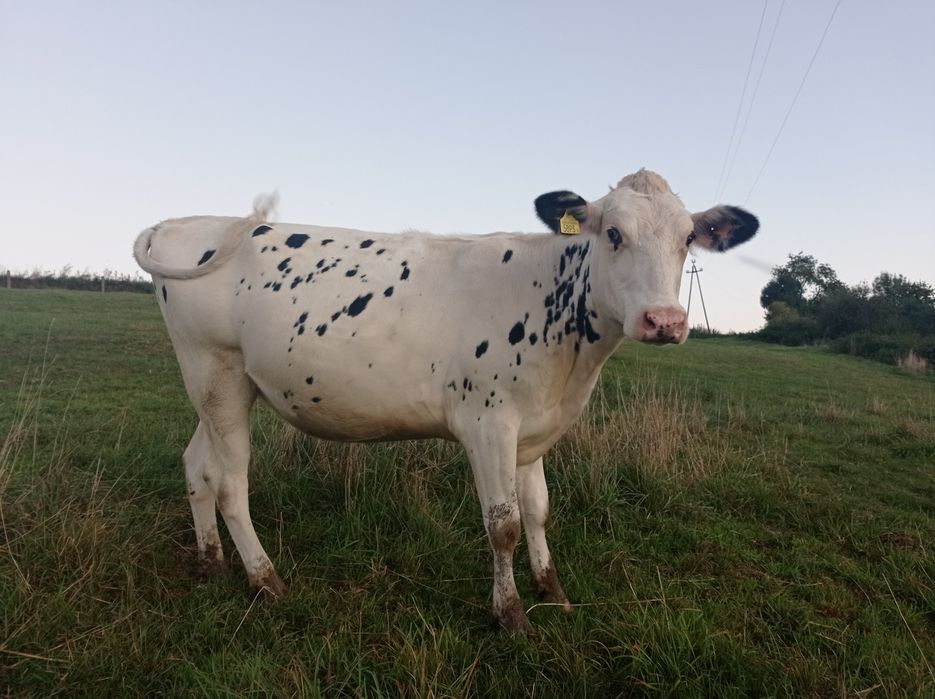 Jałówki cielne  grudzień/styczeń