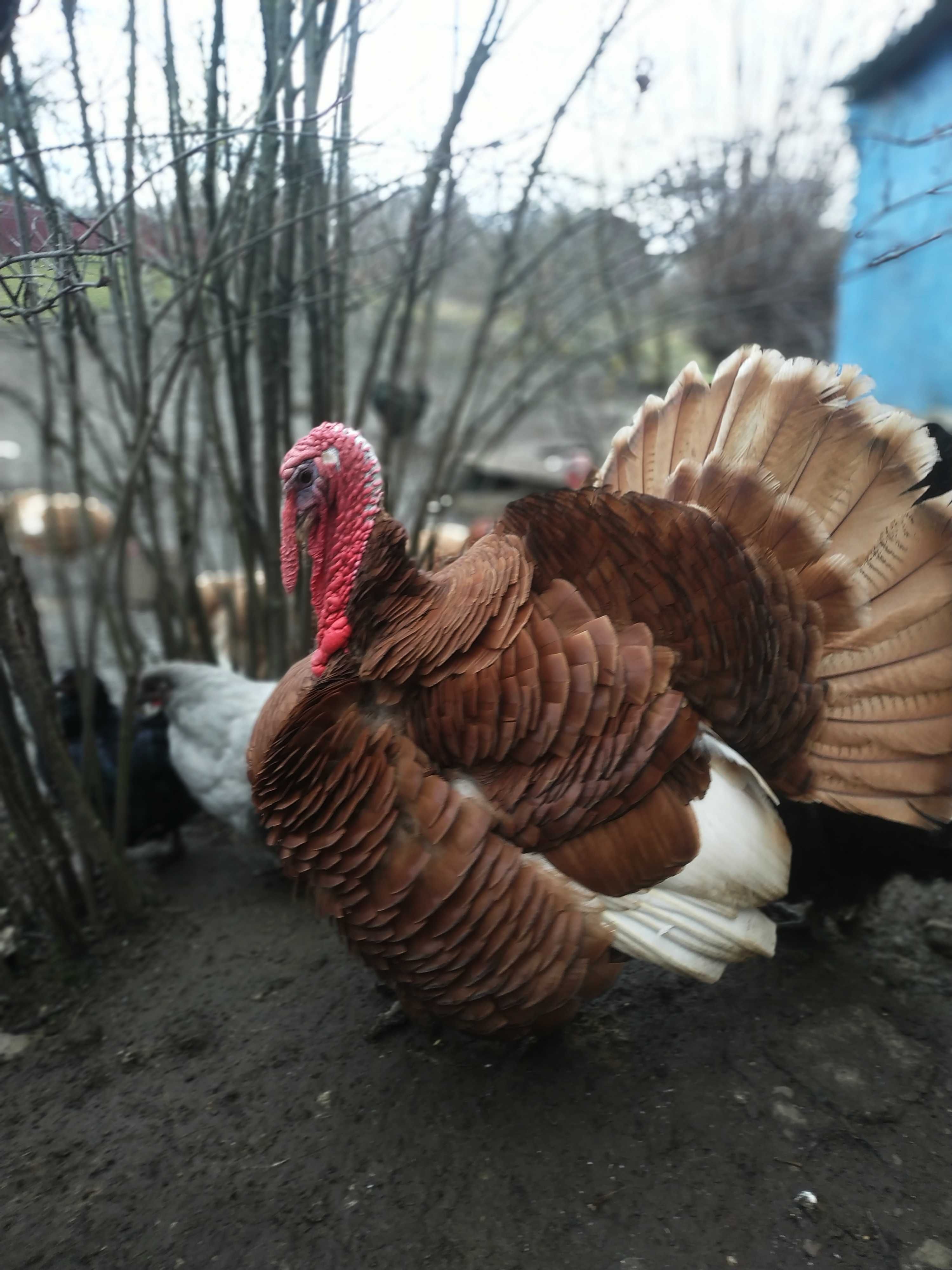 продам яйце Індики породи  Бурбон