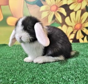 PIĘKNY Mini Lop biało - uchy czarny królik miniaturka teddy