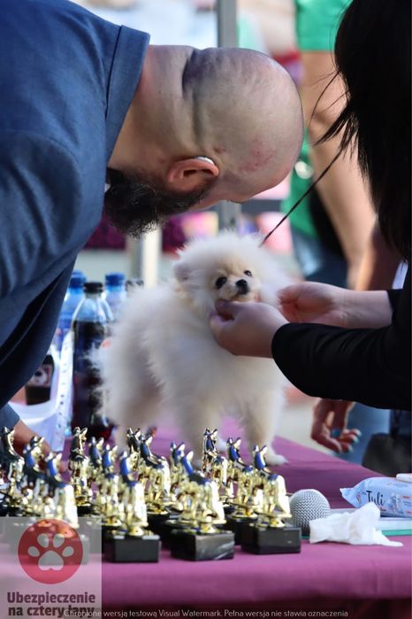 Carmen szpic pomeranian