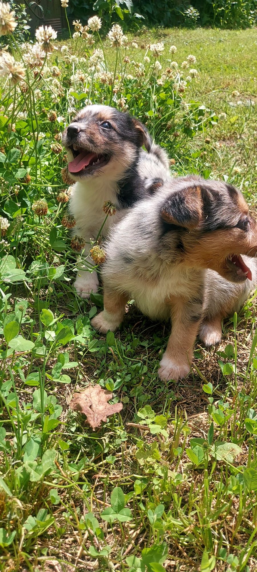 Border collie sunia