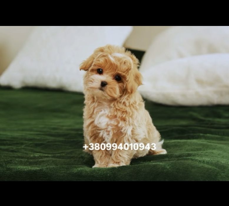 Exclusive VIP лакшері mini малята мальтіпу.  Цуценята мальтіпу ф1