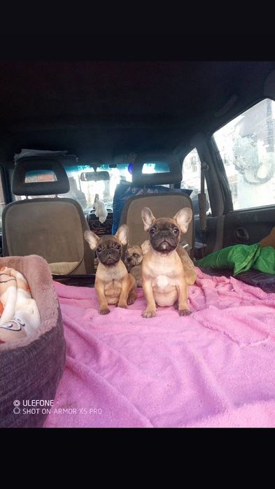 Щенки французкий фульдог