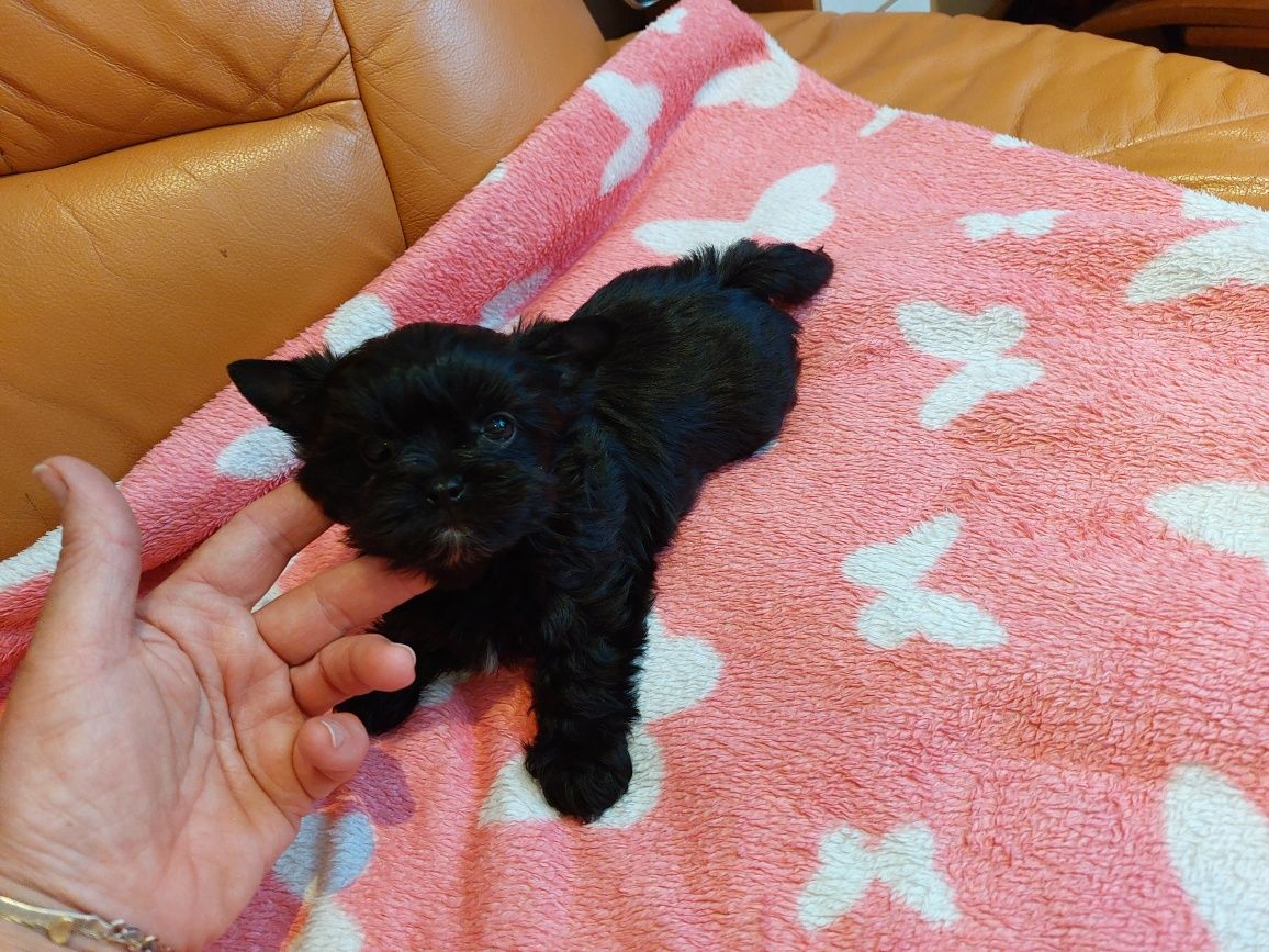 Yorkshire terrier piesek black