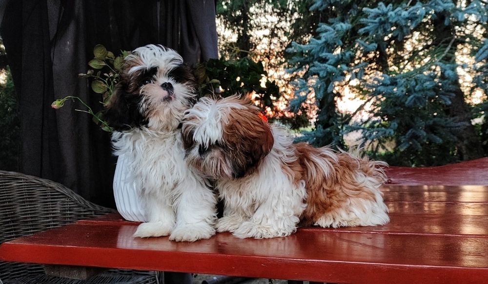 Śliczne Szczeniaki Shih-Tzu Tricolor  • GOTOWE DO ODBIORU •