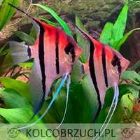 Żaglowiec skalar MANACAPURU pokolenie F1 - Pterophyllum - dowóz