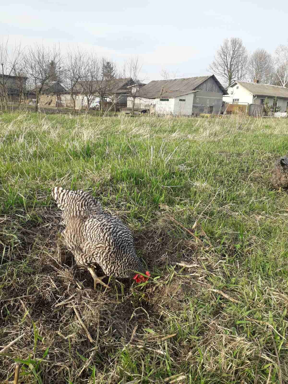 Продам інк. яйця курей породи Амрокс