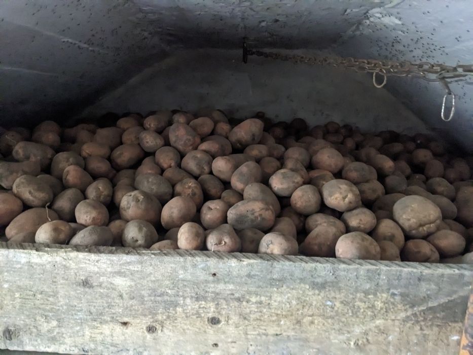 Картопля  сорт Белла Росса