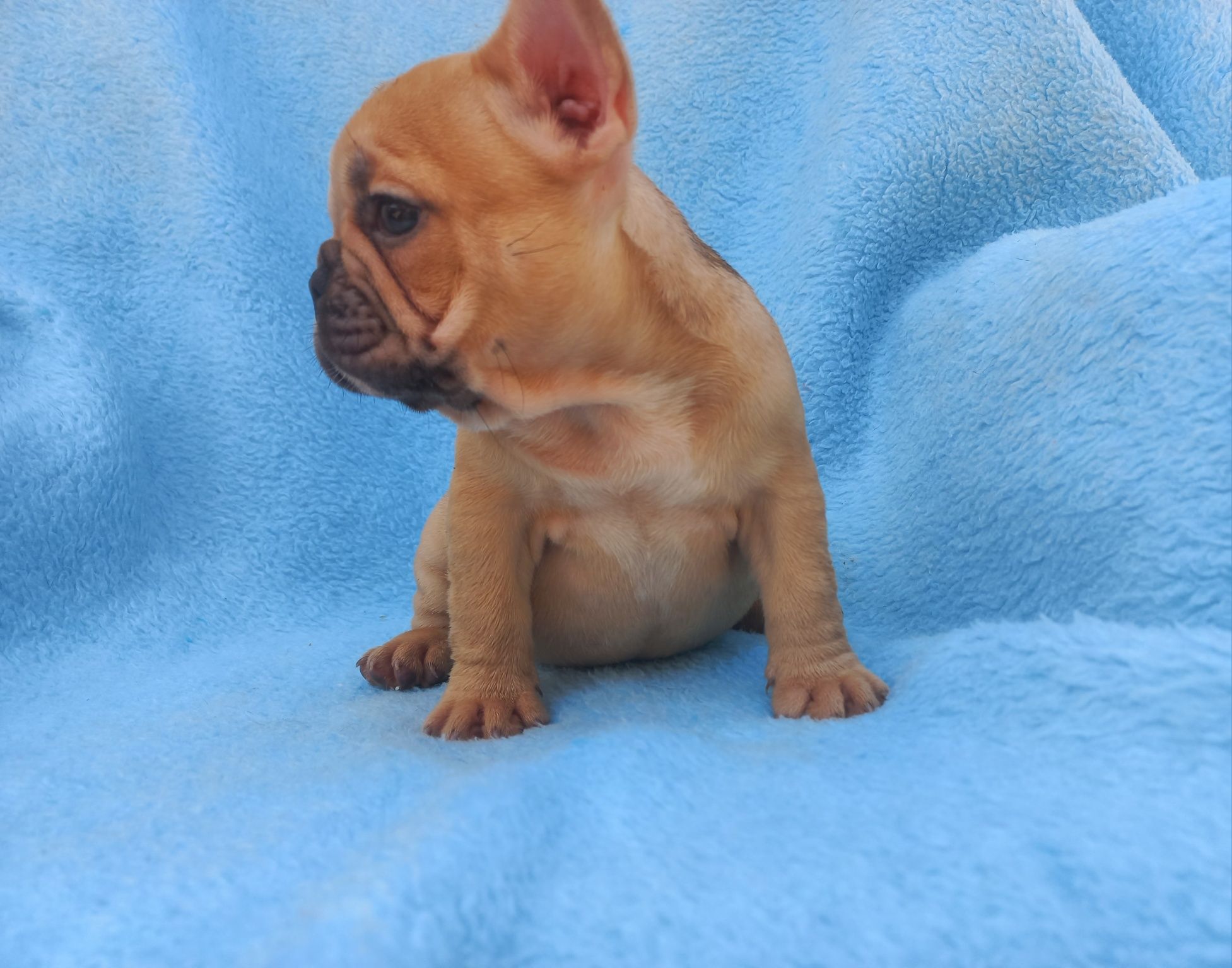 Bulldog francês fêmea  Exelente exemplar da raça