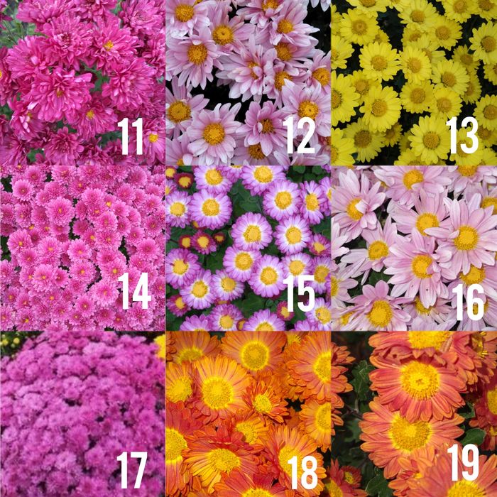 Хризантема мультифлора