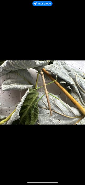 Палочники екзотичні тваринки