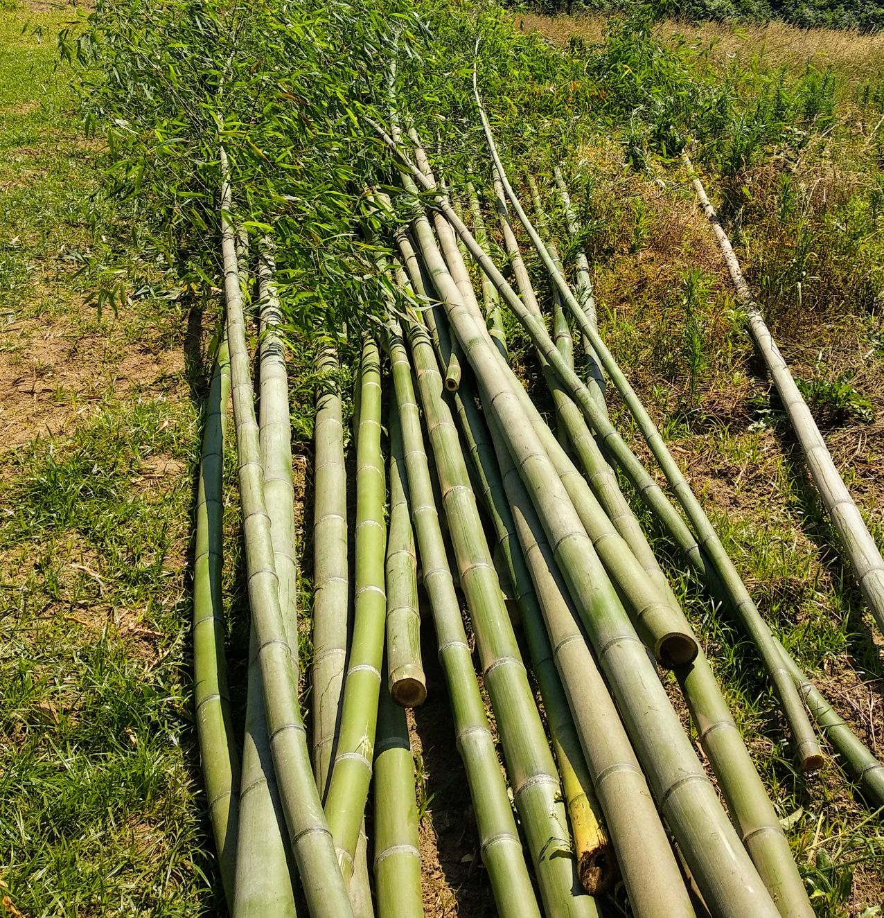 Canas de Bamboo ou Raízes em Vaso - Bambu c todos tamanhos ou alturas