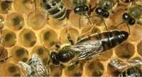 Продам бджолопакети або бджолосімї можливо з вуликами