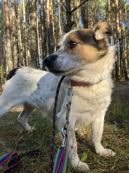 Uśmiechnięty Morus - kandydat na Twojego przyjaciela!