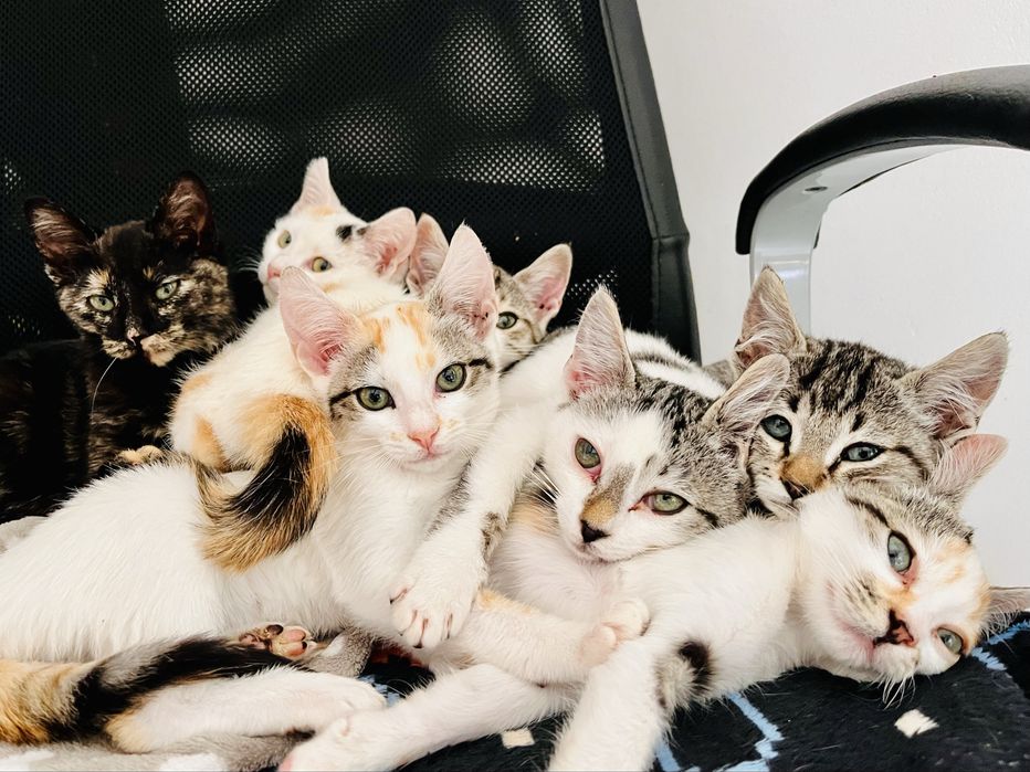7 gatinhos - adopção