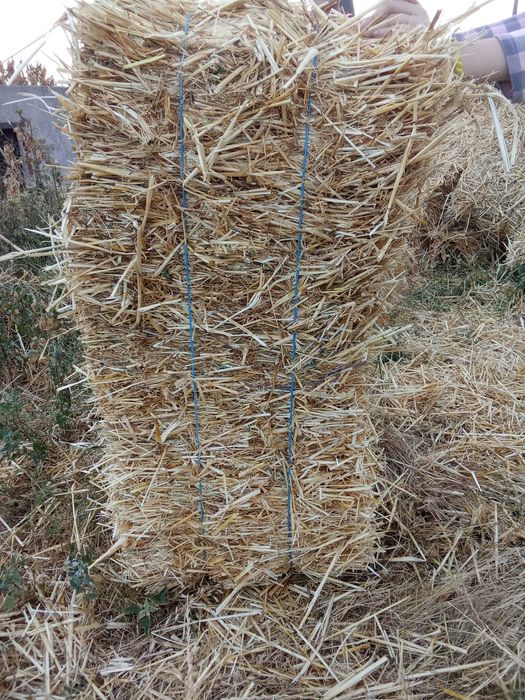 Продам тюки соломи  (Ячна)