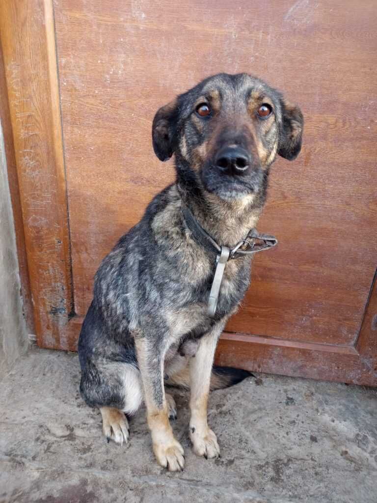 Ora - Schronisko Canis w Kruszewie, piesek do adopcji